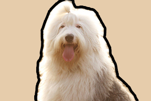 古牧吃什么狗粮好