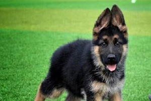 德国牧羊犬幼犬怎么养