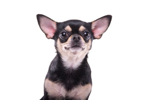 养吉娃娃的好处是什么