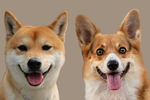 柯基和柴犬的区别