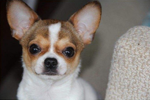 如何饲养小鹿犬