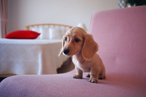 腊肠犬怎么饲养