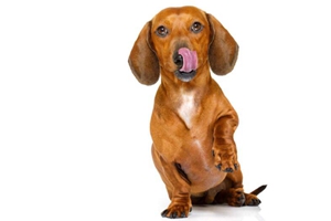 腊肠犬喜欢什么玩具