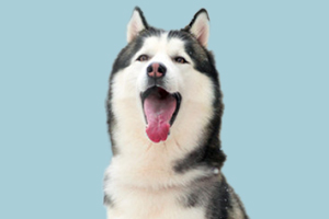 哈士奇如何挑选