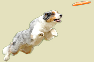 怎么教狗狗接飞盘