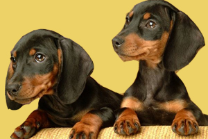 腊肠狗性格怎样