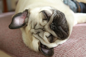 养巴哥犬的注意事项有哪些