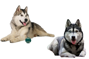 阿拉斯加犬哈士奇区别是什么