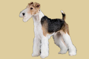 猎狐梗性格怎么样