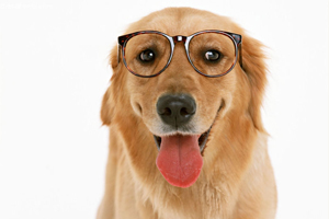 纯种金毛品相怎么看