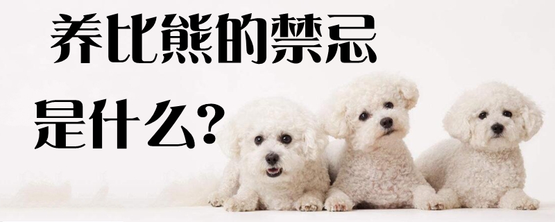 养比熊的禁忌是什么