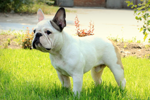 法国斗牛狗的缺点有哪些