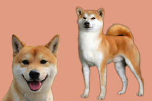 日本柴犬秋田犬区别是什么