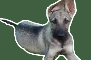 狼青幼犬怎么看纯不纯