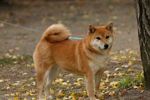 养柴犬的好处有哪些