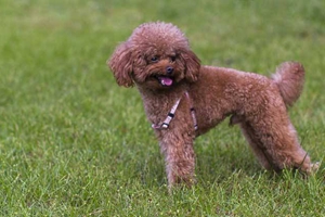 泰迪狗吃什么对毛好