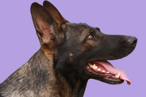 狼青狗吃什么长得快