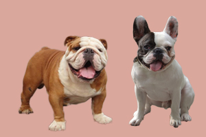 英斗犬和法斗犬区别是什么