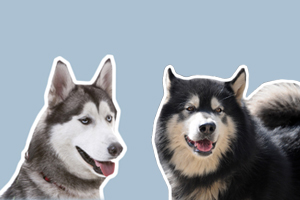 哈士奇犬和阿拉斯加犬的区别有哪些