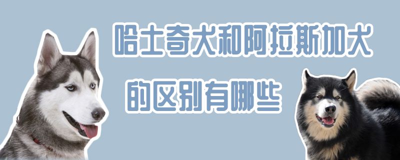 哈士奇犬和阿拉斯加犬的区别有哪些