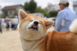 养柴犬应该注意什么