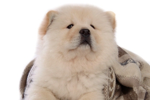 怎么喂养松狮犬