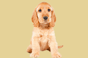 可卡幼犬怎么看品相