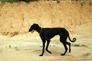 细犬和灵缇有什么区别