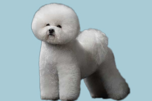 比熊犬吃什么好