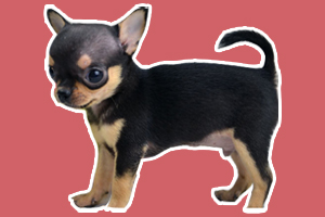 小鹿狗和吉娃娃的区别是什么