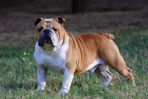 英国斗牛犬吃什么