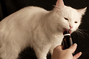 如何给小猫喂药