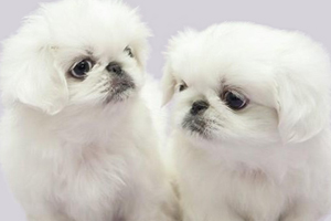 京巴幼犬特征是什么