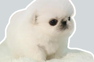 京巴幼犬如何喂养