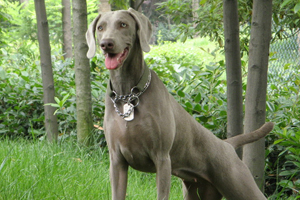 魏玛猎犬的缺点有哪些