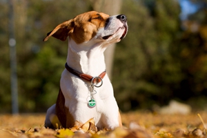 养小狗需要准备什么