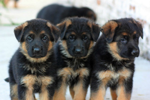 德牧幼犬如何饲养