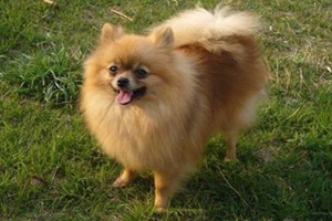 怎么看博美犬品相