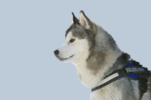 哈士奇标准体型是什么