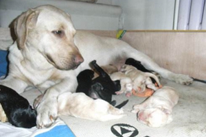 小狗生产后吃什么