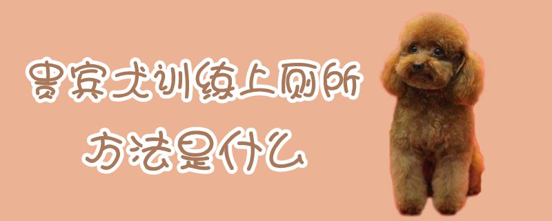 貴賓犬訓練上廁所方法是什麼