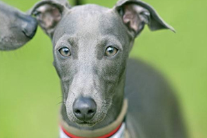 灵缇犬的优缺点是什么