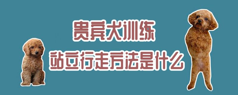 貴賓犬訓練站立行走方法是什麼