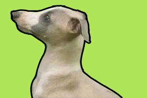 灵缇犬幼犬怎么喂养