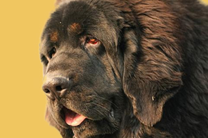 纽芬兰犬优缺点是什么