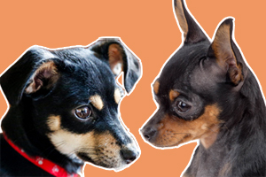 迷你杜宾犬和小鹿犬的区别是什么