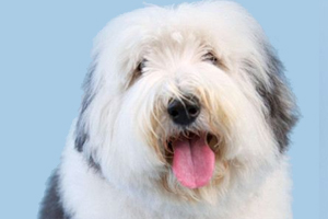 古牧犬优缺点是什么