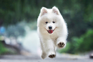 萨摩耶吃什么长的好看