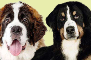 圣伯纳和伯恩山的区别是什么