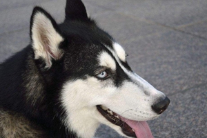 宠物狗怎么托运